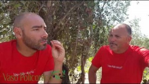 Potatori dell'Olivo a Confronto VP 04 Vaso Policonico