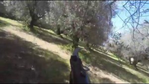 Punto di Vista del Segaccio da Potatura dell'olivo a Vaso Policonico