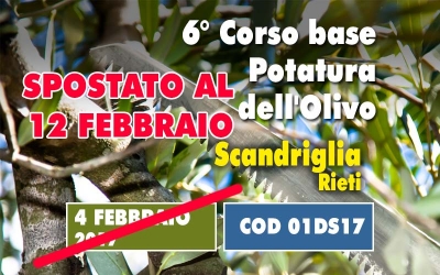 Un giorno di corso base sulla potatura dell&rsquo;olivo. Un concentrato di informazioni utili e immediatamente applicabili partendo da un insegnamento teorico 