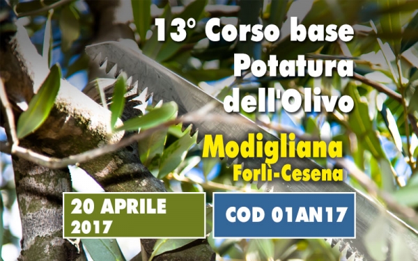 Un giorno di corso base sulla potatura dell&rsquo;olivo. Un concentrato di informazioni utili e immediatamente applicabili partendo da un insegnamento teorico 