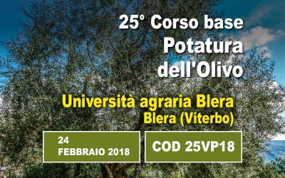 Un giorno di corso base sulla potatura dell&rsquo;olivo. Un concentrato di informazioni utili e immediatamente applicabili partendo da un insegnamento teorico 