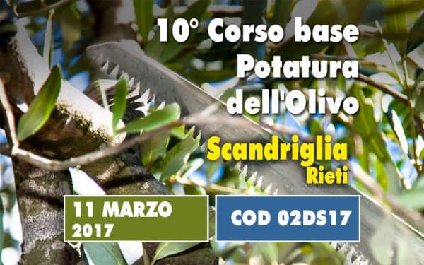 Un giorno di corso base sulla potatura dell&rsquo;olivo. Un concentrato di informazioni utili e immediatamente applicabili partendo da un insegnamento teorico 