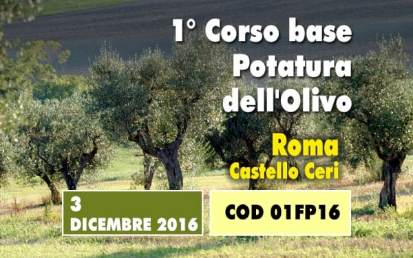 Un giorno di corso base sulla potatura dell&rsquo;olivo. Un concentrato di informazioni utili e immediatamente applicabili partendo da un insegnamento teorico 