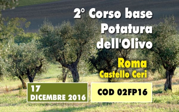 Un giorno di corso base sulla potatura dell&rsquo;olivo. Un concentrato di informazioni utili e immediatamente applicabili partendo da un insegnamento teorico 
