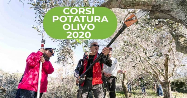 Calendario corsi potatura olivo con didattica Vaso Policonico da Dicembre 2019 a Marzo 2020