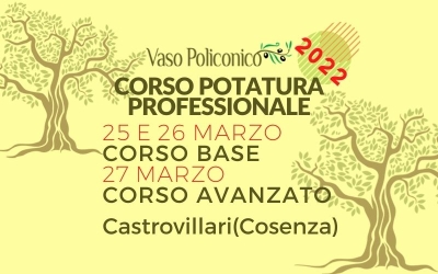 Corso potatura olivo a vaso policonico. Corso base pi&ugrave; corso avanzato.