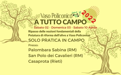 Corso potatura olivo solo pratica in campo