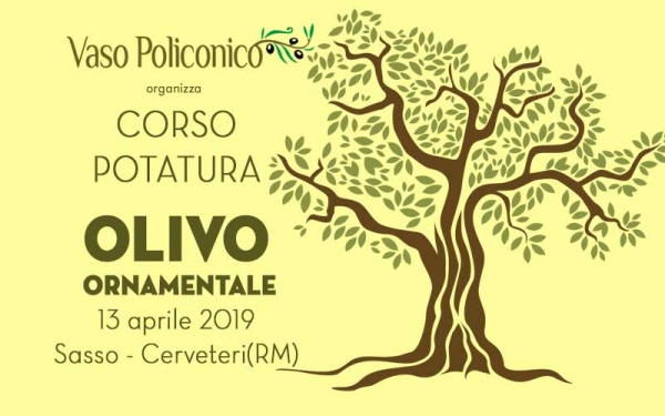 Come potare olivo ornamentale per professionisti e hobbisti