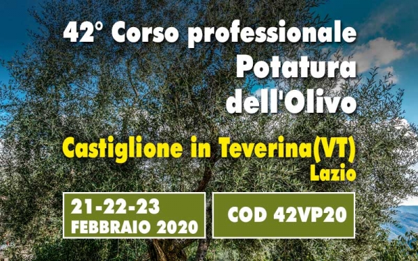 Corso potatura olivo a vaso policonico. 