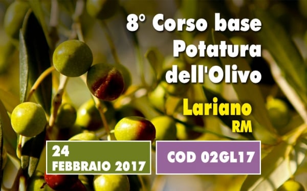 Un giorno di corso base sulla potatura dell&rsquo;olivo. Un concentrato di informazioni utili e immediatamente applicabili partendo da un insegnamento teorico 