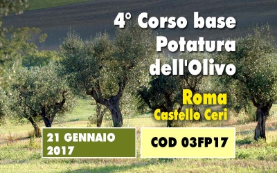 Un giorno di corso base sulla potatura dell&rsquo;olivo. Un concentrato di informazioni utili e immediatamente applicabili partendo da un insegnamento teorico 