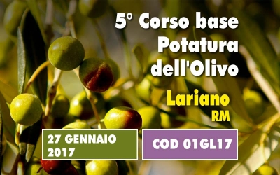 Un giorno di corso base sulla potatura dell&rsquo;olivo. Un concentrato di informazioni utili e immediatamente applicabili partendo da un insegnamento teorico 