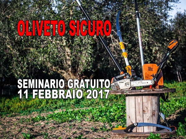 OLIVETO SICURO evitare gli incidenti nelle operazioni di potatura